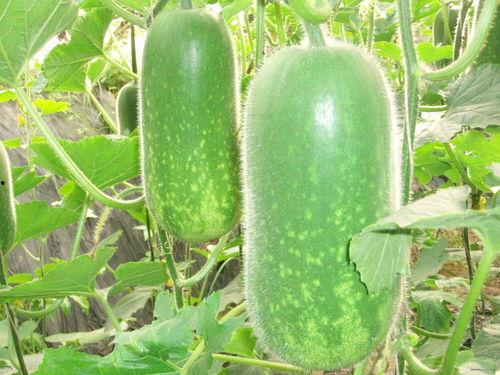 石佛寺吃瓜有风险,揭秘风险背后的真相