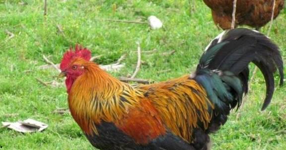 带你吃瓜鉴定公鸡,吃瓜群众如何鉴定真假公鸡