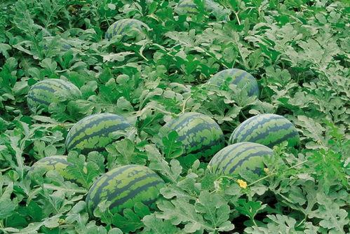 萧山交友吃瓜群