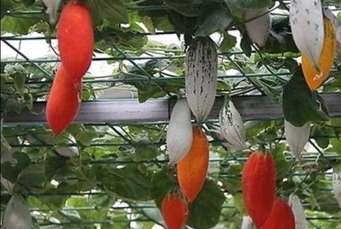 野高瓜吃哪里,揭秘最佳食用部位