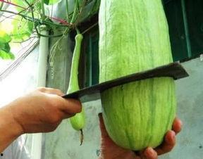 吃瓜生存图片大全,揭秘吃瓜生存图片大全背后的趣味人生