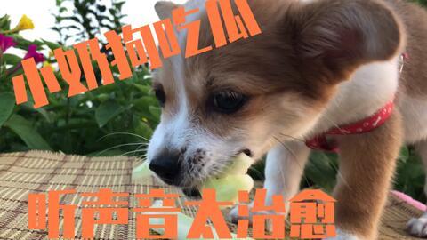 狗狗吃瓜的小说,瓜田里的狗狗奇遇记