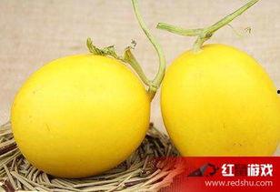 吃黄皮瓜嗓子不舒服,却引发嗓子不适，揭秘原因及应对方法