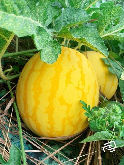 广州吃的瓜,探寻粤式小吃的风味传奇