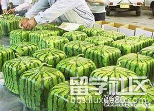 吃瓜 留学,吃瓜看世界，品味异国风情