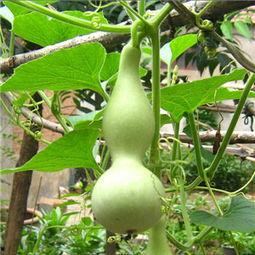 瓠瓜儿童可以吃吗,儿童适宜的蔬菜选择