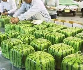 吃瓜群众卢小瓜