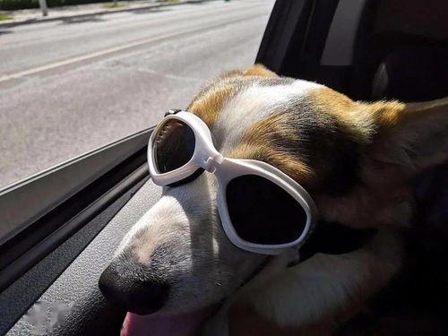 吃瓜狗照片,捕捉生活中的欢乐瞬间