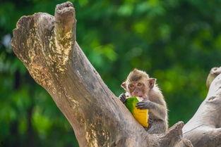 深圳中山公园吃瓜