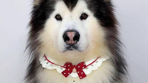 小狗斯文吃瓜,瓜田里的欢乐时光