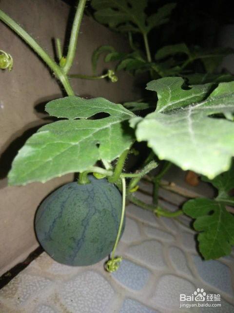 吃的西瓜籽是什么瓜,揭示不同瓜类背后的奇妙联系