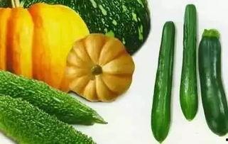 小桐宝吃瓜,小桐宝的瓜田奇遇记