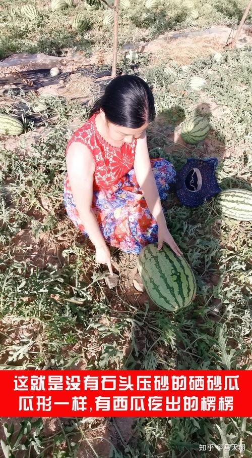 石头瓜为啥没人吃,为何成为无人问津的神秘果实？