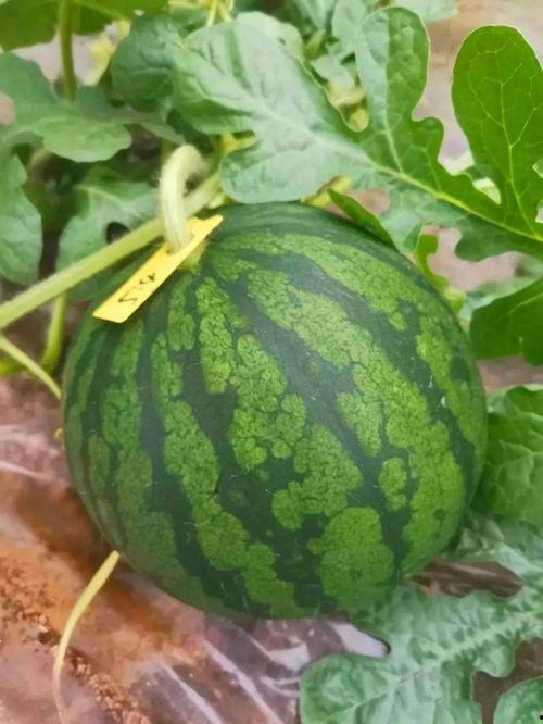 乐乐在吃瓜,甜蜜与欢笑交织的故事