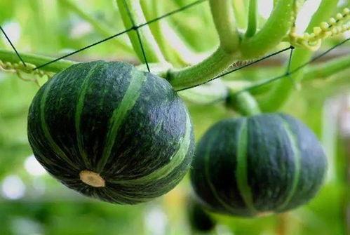 吃瓜玫瑰图片大全,吃瓜玫瑰图片大全赏析