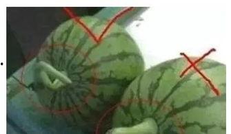 吃瓜干嘛,吃瓜干嘛背后的故事