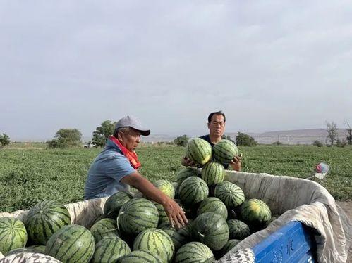 一年吃瓜记录,盘点那些让人“瓜”意盎然的瞬间