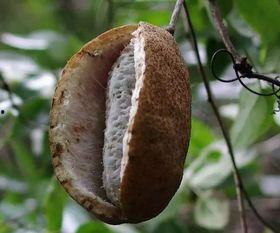 吃八月瓜死亡,揭秘神秘果实背后的致命风险”