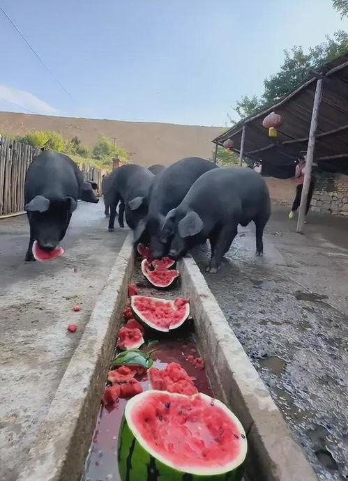 猪吃不吃瓜,探寻猪的饮食习惯之谜