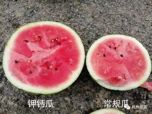 直播吃生瓜,勇敢尝鲜，生瓜美食大揭秘